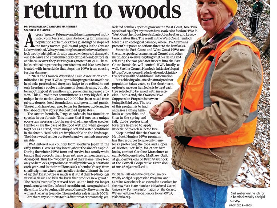 Auburn Citizen Article: “Hemlock hunters return to woods” by DR. DANA HALL AND CAROLINE MARSCHNER